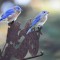 Bluebird visitors