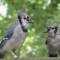 Blue Jay Parent and Child