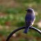 Bluebird welcomes us to new home