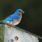 Briiliant Bluebird