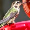 Hungry Hummer!