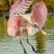 Roseate Spoonbill flaring to land.