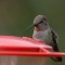 Anna\’s Hummingbird