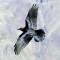 Raven soaring over Grand Canyon