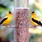 Goldfinch on a feeder