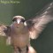 Female HummingBird in Flight