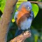 Shy Little Bluebird