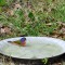Painted Bunting taking a bath!