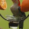 Red-bellied Woodpecker at the Oriole feeder.