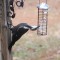 Upside-Down Lunch at the Feeder