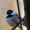 Chickadee with only one eye.