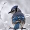 Frosty Blue Jay