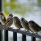 House Sparrows (Passer domesticus)