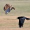 Raven Harassing Red-tail