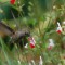 Female Anna’s Hummingbird on Hotlips