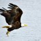 Bald Eagle with catch