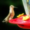 Ruby-throat Hummingbird (female)