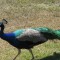 Wild Peacocks on golf course