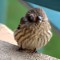 House Finch with growth on eye