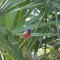 Male Painted Bunting late winter ’13