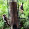 A Downy Woodpecker and White-breasted Nuthatch share the feeder