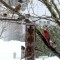 Sharing the feeder on a snowy day.
