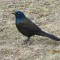 Common Grackle