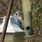 Bluejay balancing on tube feeder