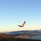 Red-tailed Hawk in the Marin Headlands