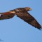 Red-tailed Hawk soaring aloft.