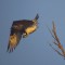 Osprey taking flight