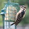 Muddy Brown Hairy Woodpecker