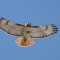 Red Tailed Hawk in flight