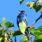 Indigo Bunting singing his heart out!
