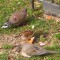 Mourning Dove Without Tail Feathers