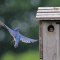Male Eastern bluebird feeding baby bluebird