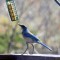 Scrub Jay on its toes