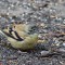 American Goldfinch fledgling w/nyjer seed :)