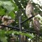Four Coopers Hawks