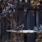 Cedar Waxwings at my birdbath