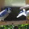 Blue Jays at feeder.