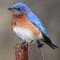 male bluebird that nested in our yard