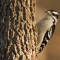 Downy woodpecker on suet log