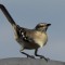 Marty, our resident Northern Mockingbird!