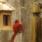 Cardinal Landing On Feeder