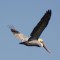 Brown Pelican cruising fro a meal