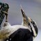 Hairy woodpecker licking suet from its beak