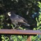 American Crow gets bread for early breakfast