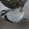 Downy Woodpecker at peanut ball feeder