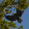 Bald Eagle Flying Toward Nest
